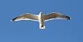 Seagull9